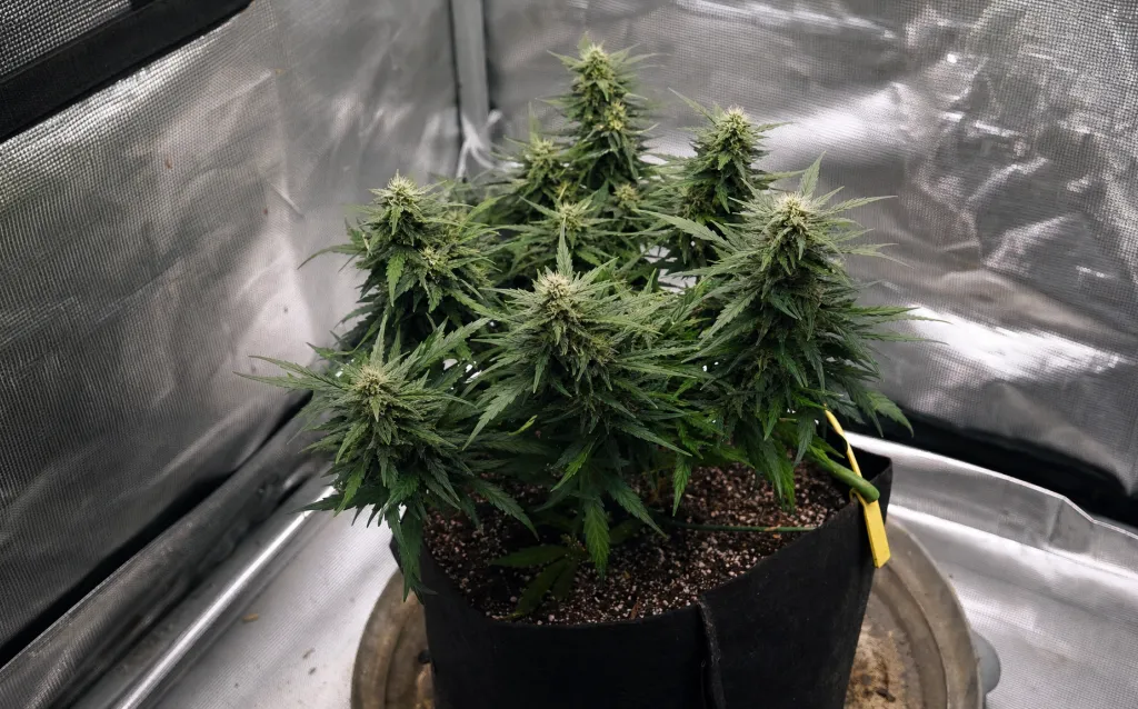 Die besten Autoflowering-Sorten