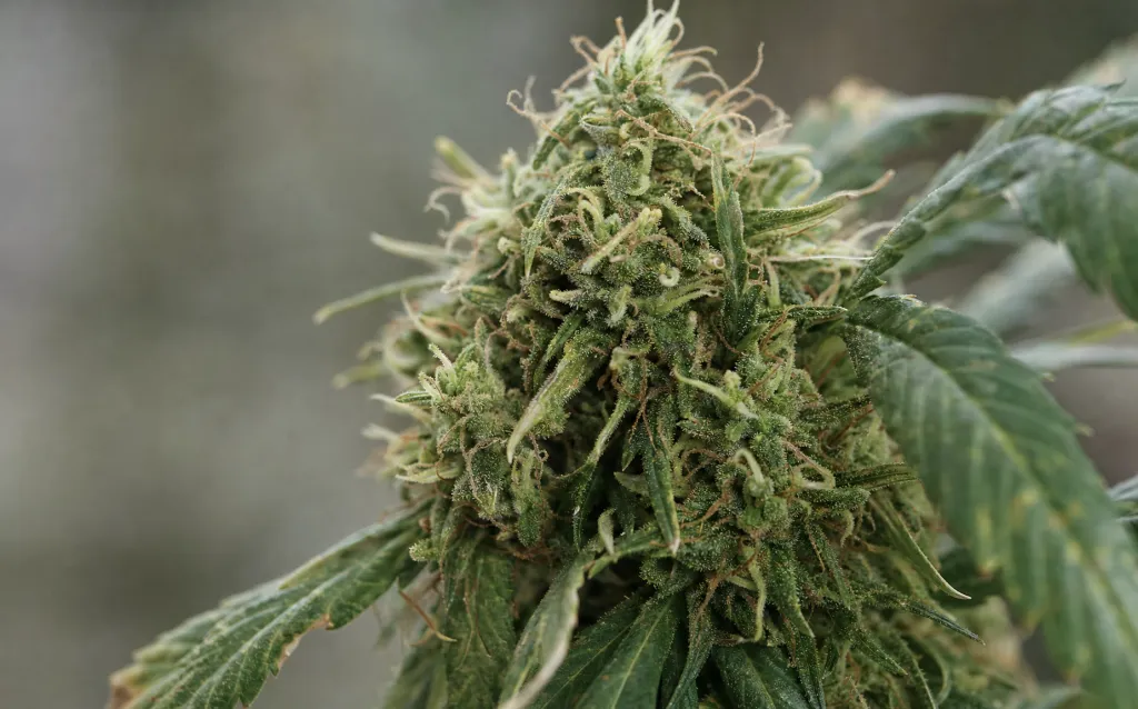 Die besten CBD-Sorten im Sortiment