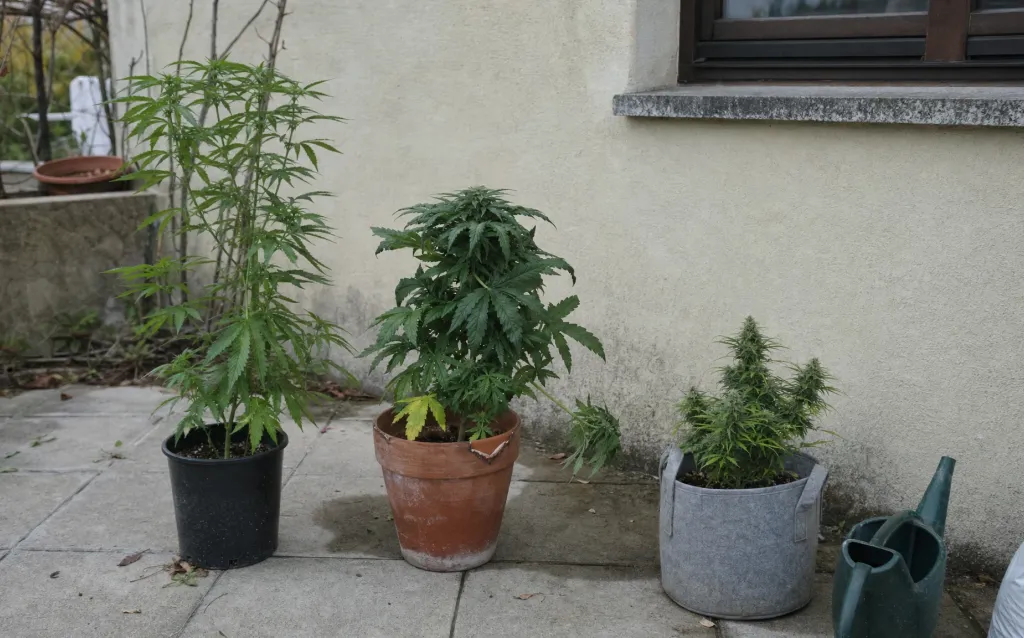 Die besten Cannabissorten für Anfänger
