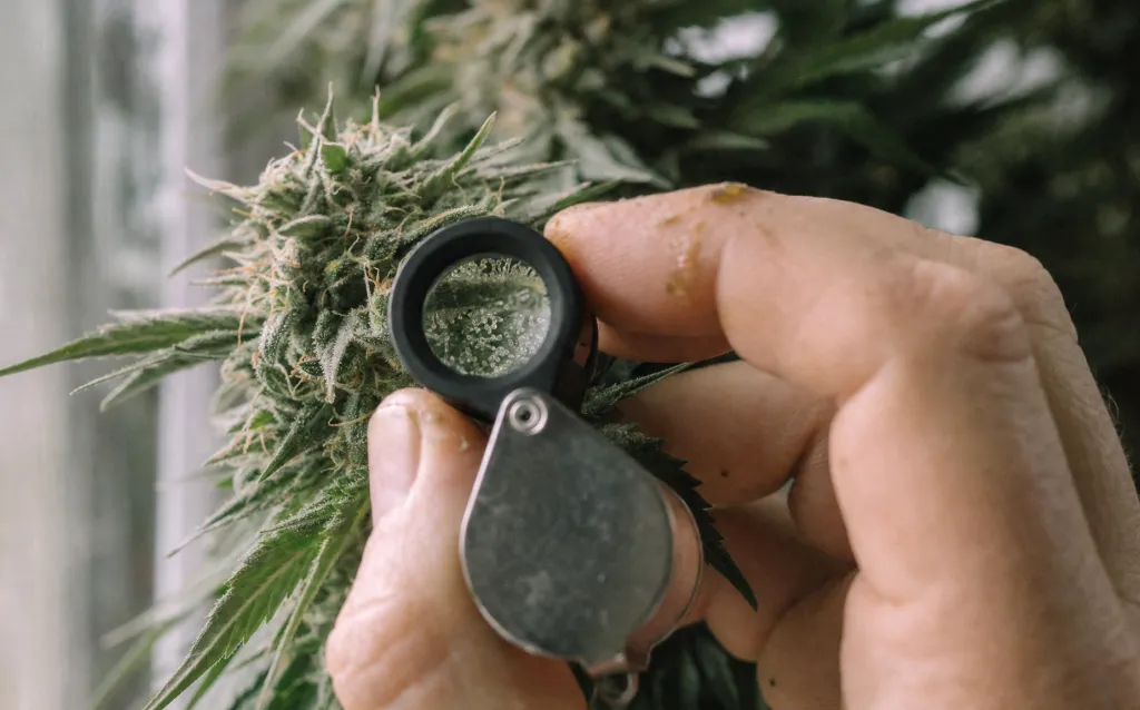 Der richtige Erntezeitpunkt: wann ist Cannabis reif?