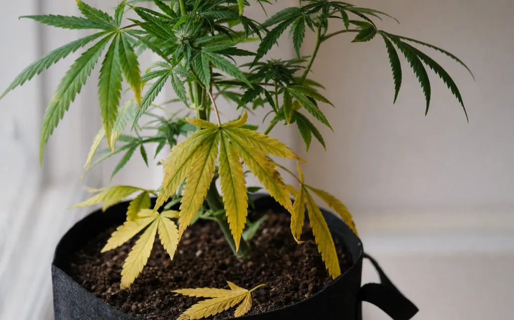 Gelbe Blätter bei Cannabis: Ursachen und Lösungen