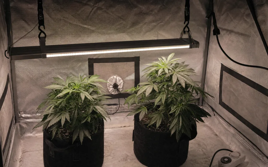 Grow-Lampen und Lichtzyklen verstehen
