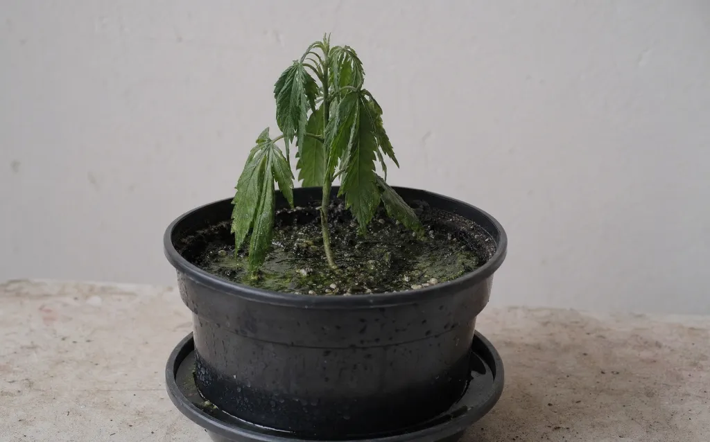 Die häufigsten Fehler beim Cannabisanbau