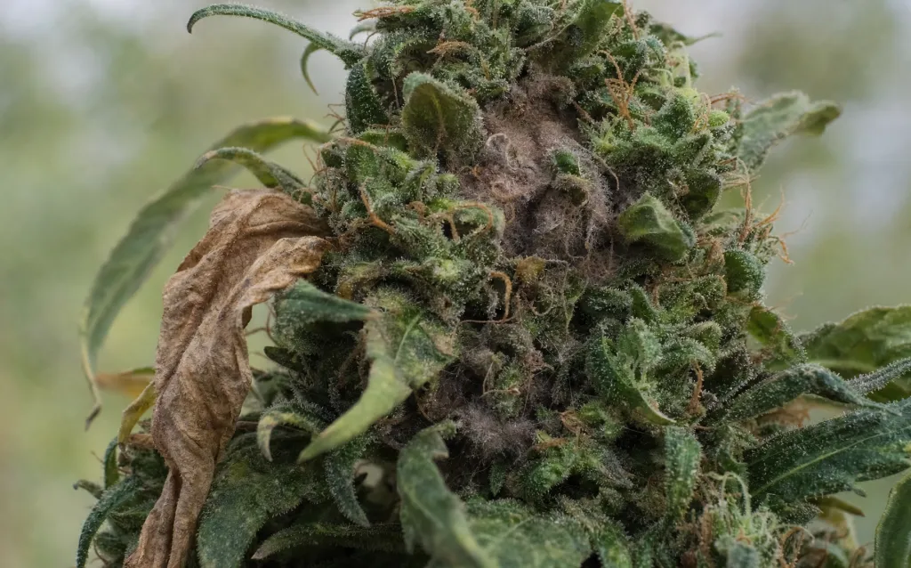 Schimmel an Cannabispflanzen vermeiden