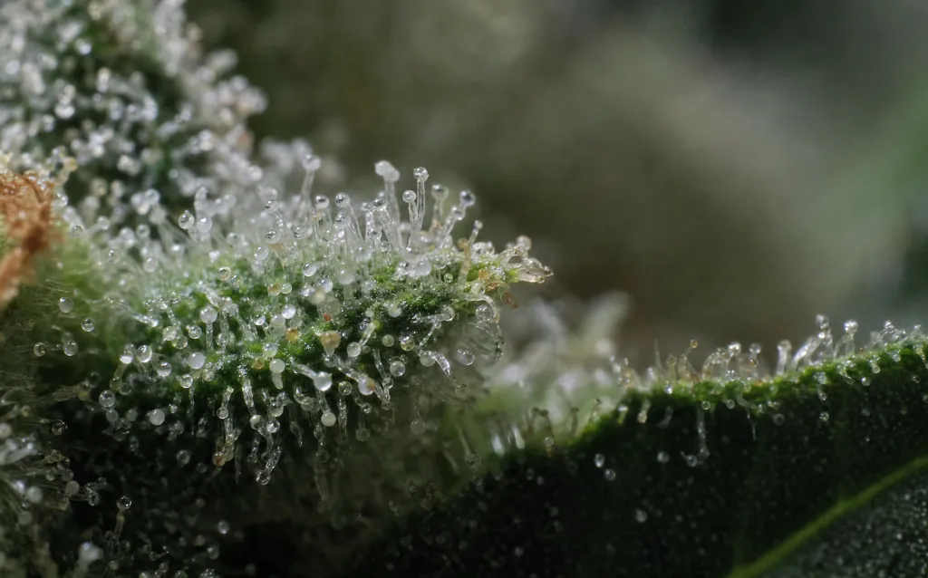 THC-Gehalt verstehen: was die Prozentangaben bedeuten