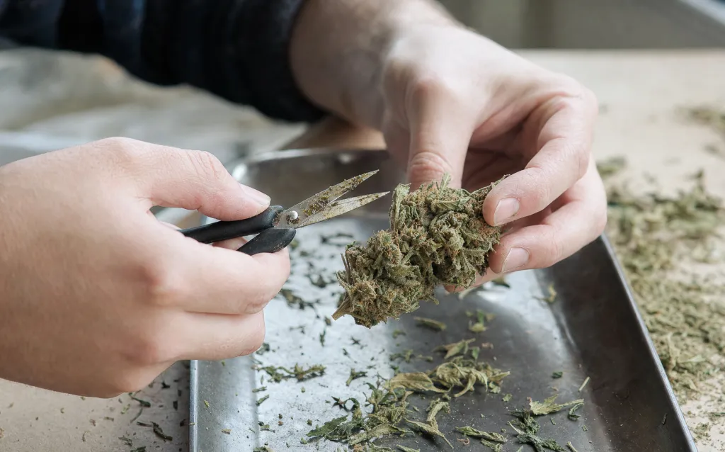 Buds richtig trimmen