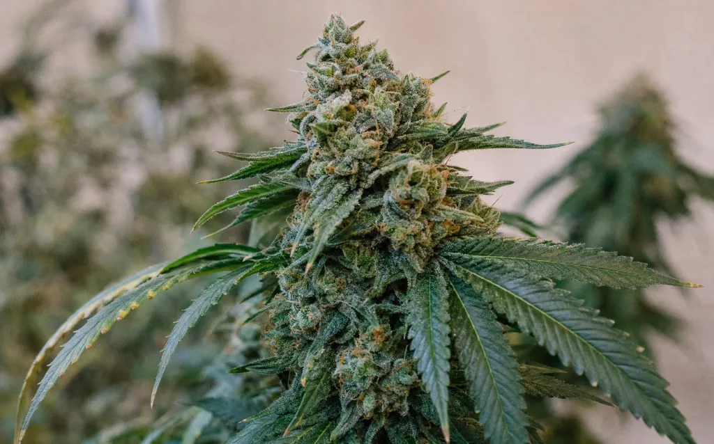 Was sind triploide Cannabissamen?