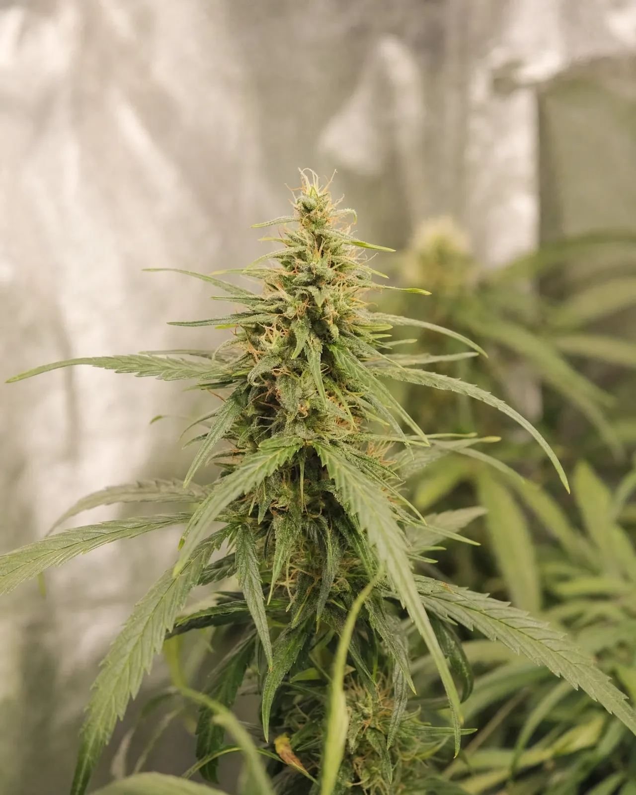 Charlotte's Angel CBD Autoflower