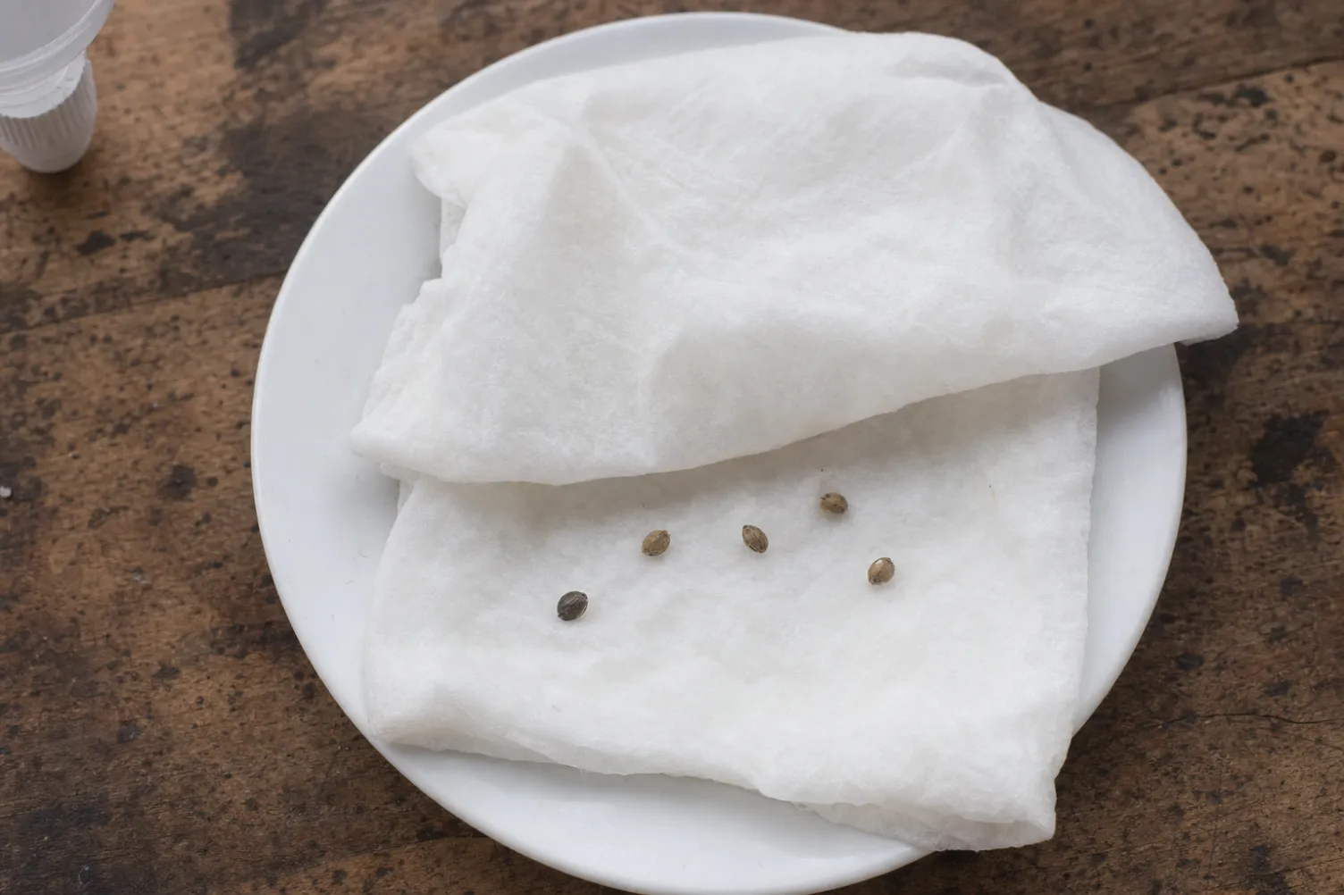 Samen zwischen feuchtem Küchenpapier