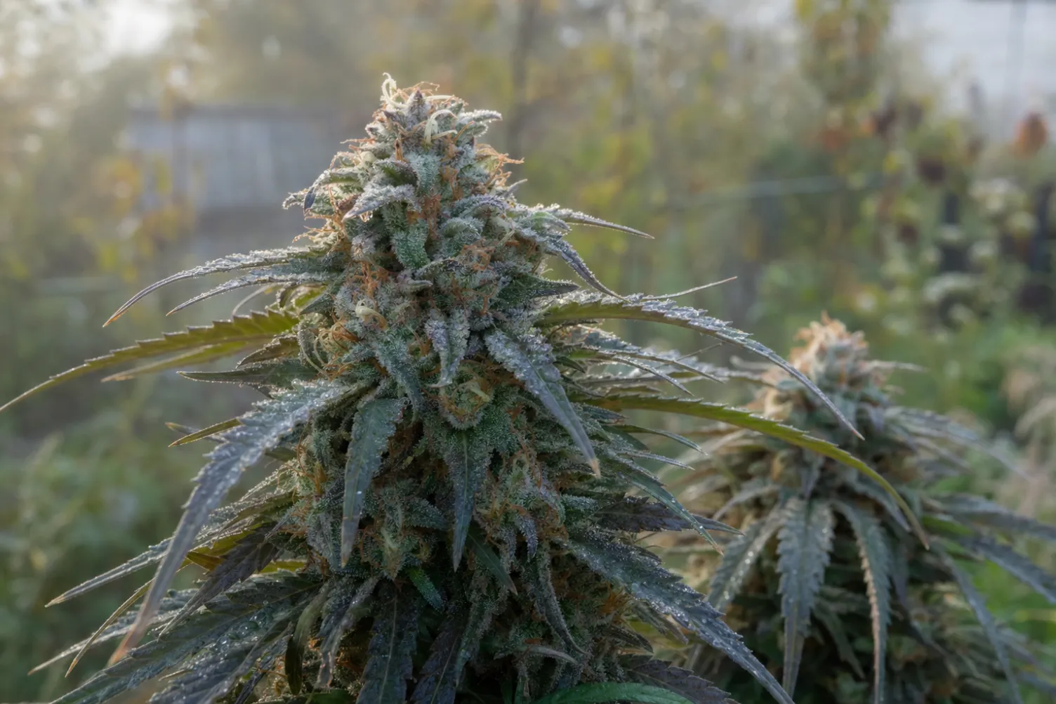 Reife Blüten vor der Herbsternte