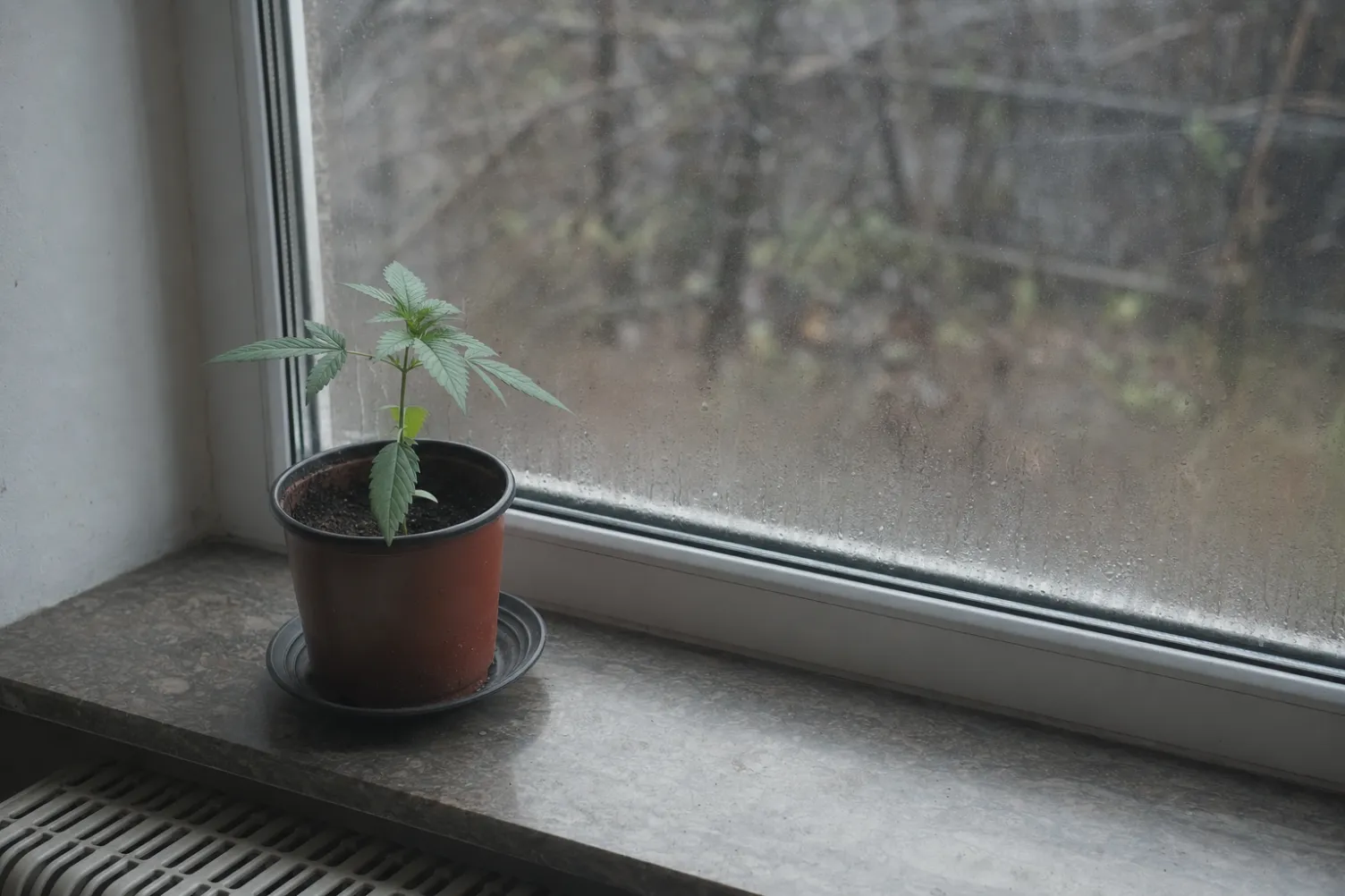 Junge Pflanze auf der Fensterbank im Frühling