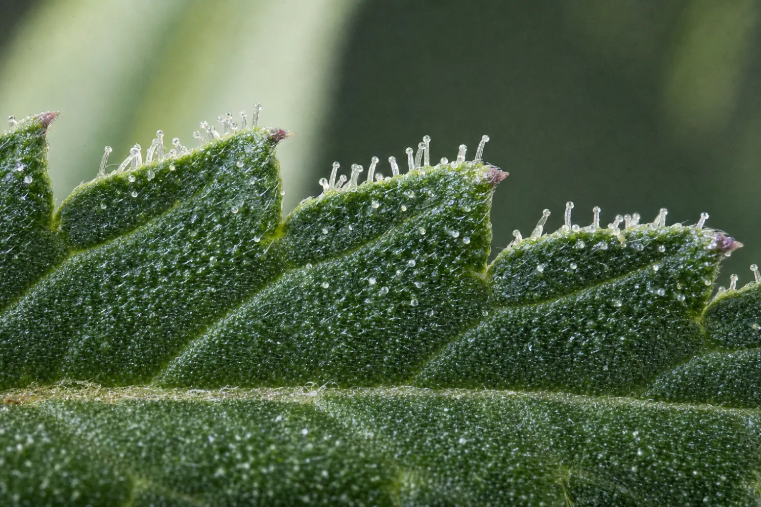 Trichome in starker Makroaufnahme