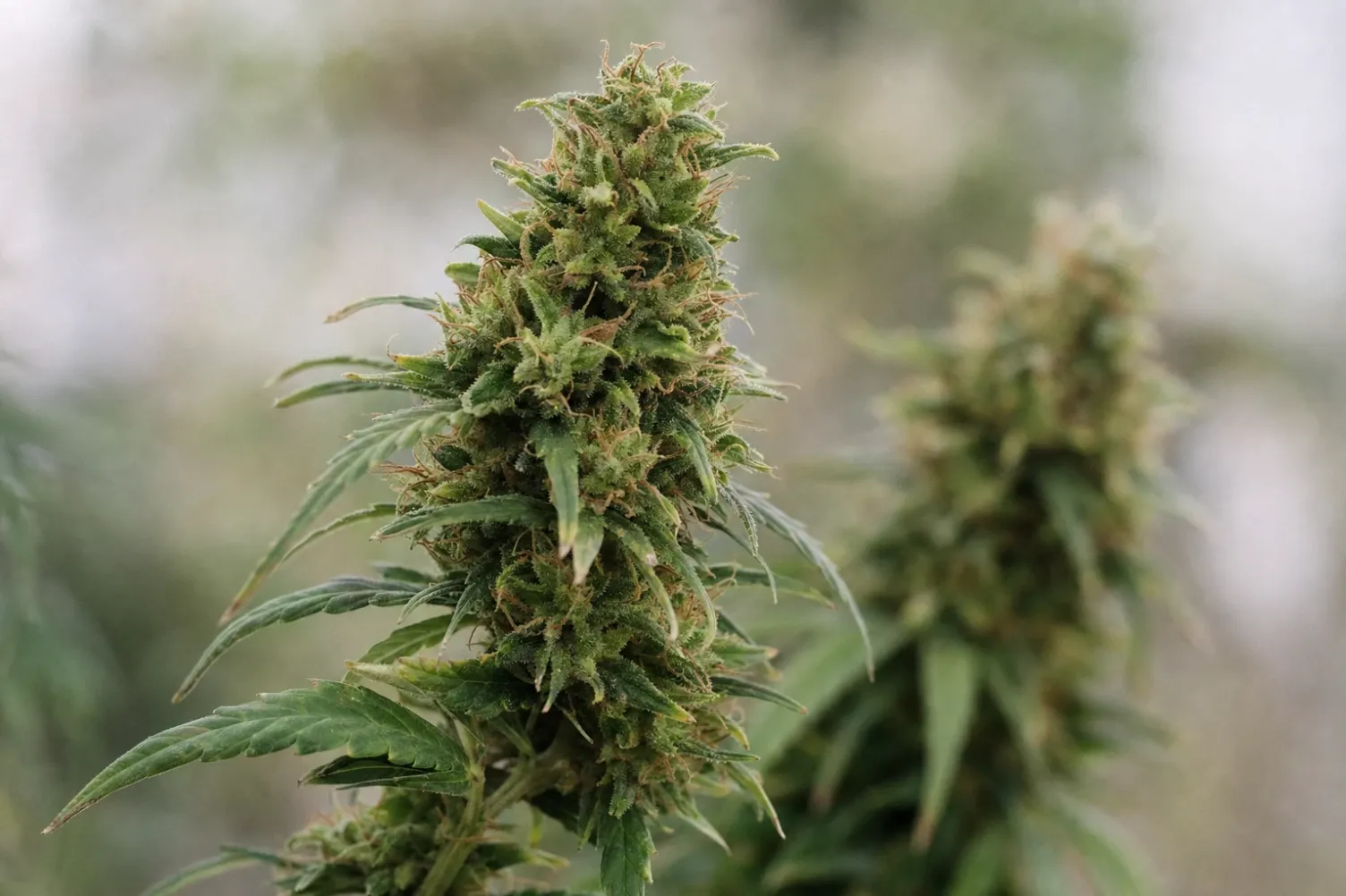 Top 10: Cannabissamen mit dem höchsten CBD-Gehalt
