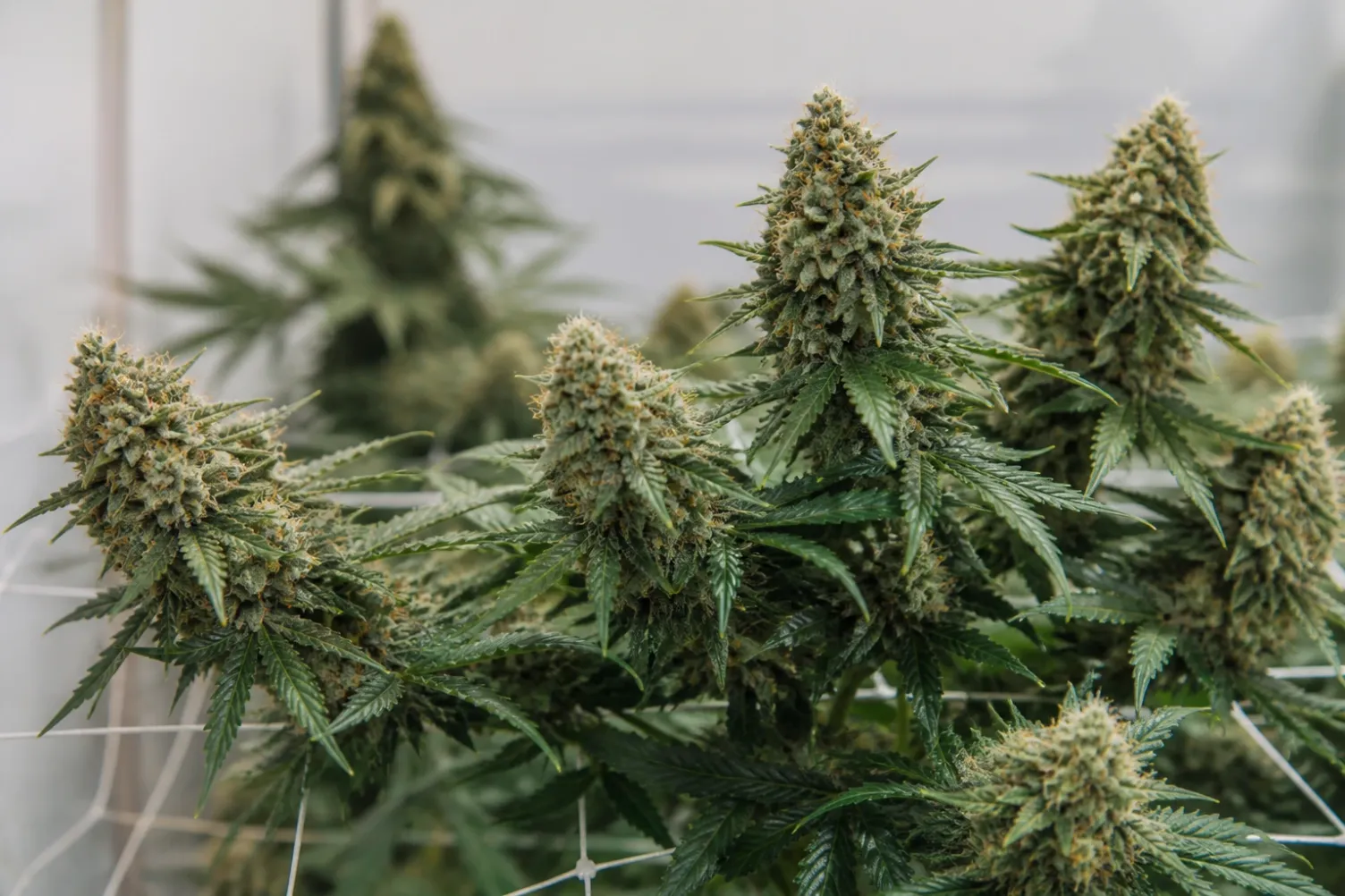 Dichte reife Cannabisblüten in einer gleichmäßig beleuchteten Indoor-Kultur