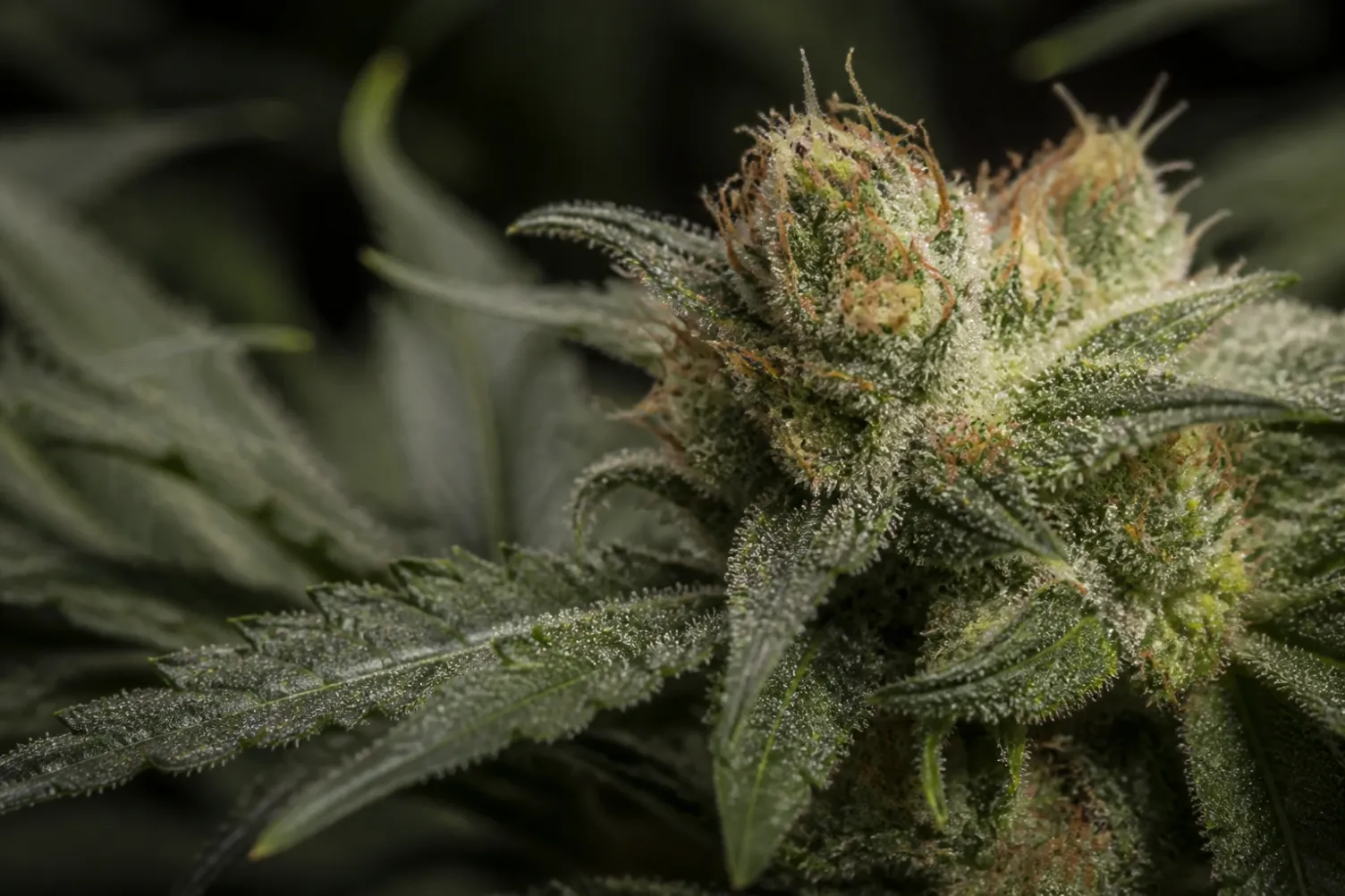 Detailansicht einer harzreichen reifen Cannabisblüte für das THC-Ranking