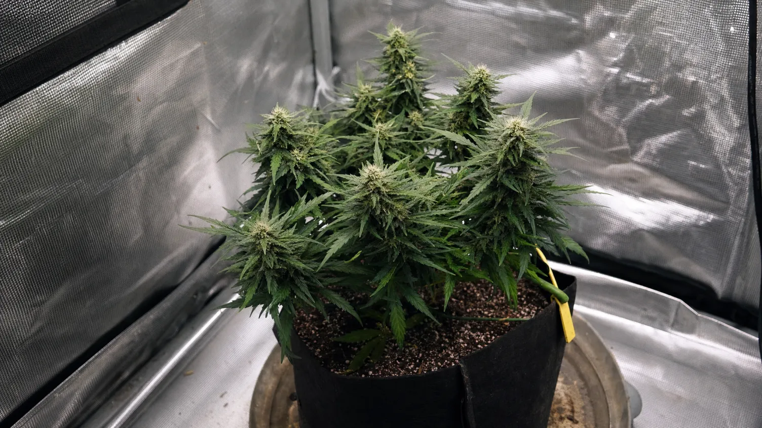 Die besten Autoflowering-Sorten