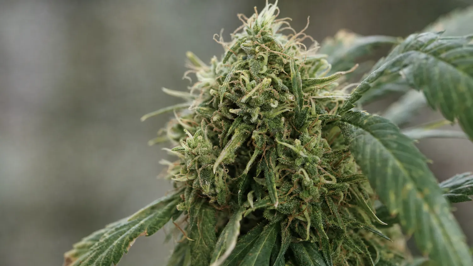 Die besten CBD-Sorten im Sortiment