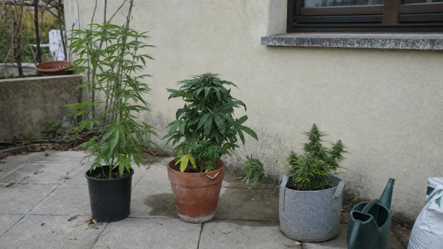Die besten Cannabissorten für Anfänger