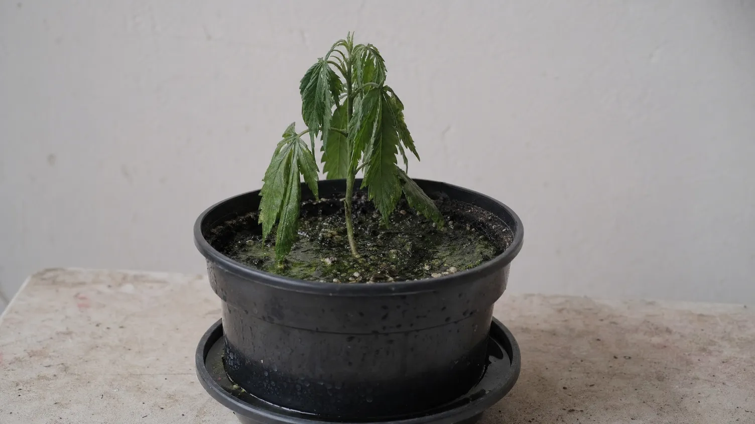 Die häufigsten Fehler beim Cannabisanbau