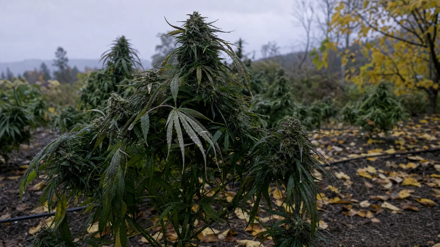 Outdoor-Ernte vor der Herbstfeuchte