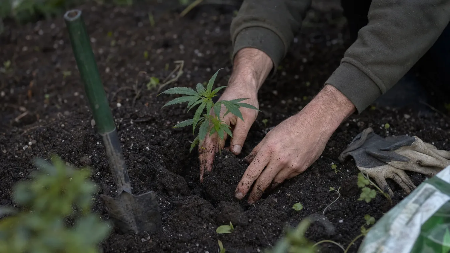 Wann Cannabis outdoor pflanzen? Der richtige Zeitpunkt