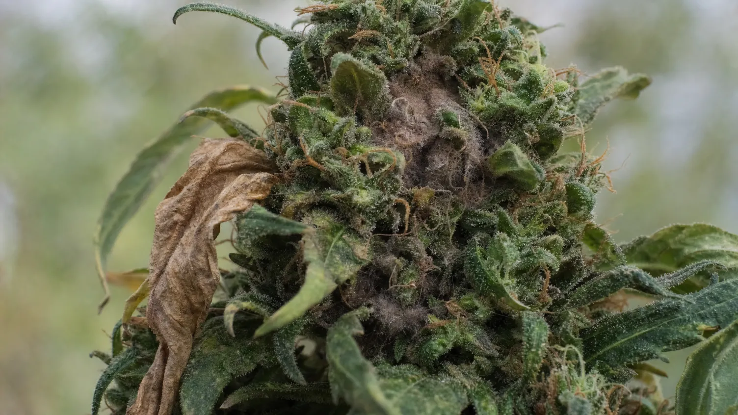 Schimmel an Cannabispflanzen vermeiden