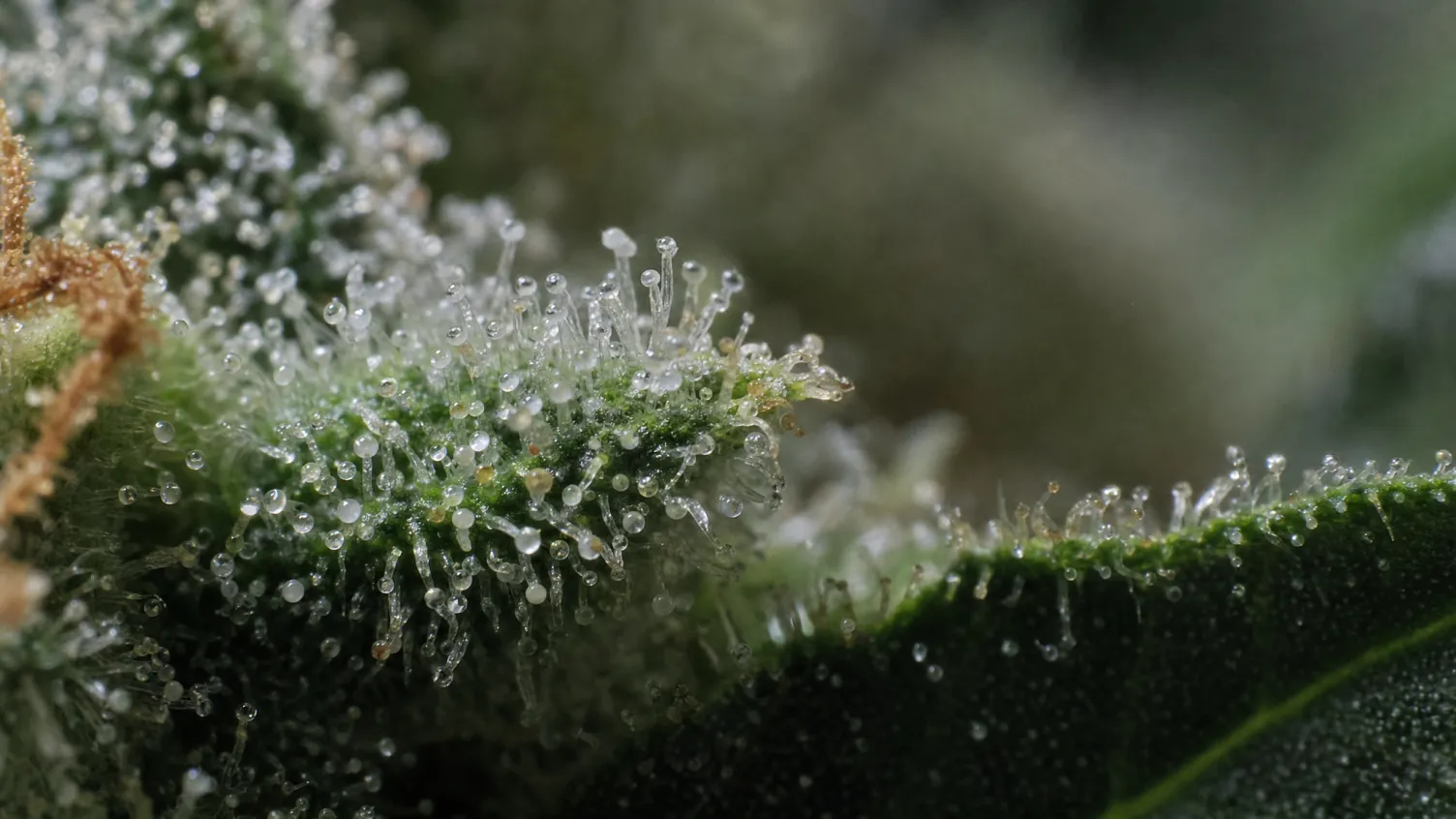 THC-Gehalt verstehen: was die Prozentangaben bedeuten