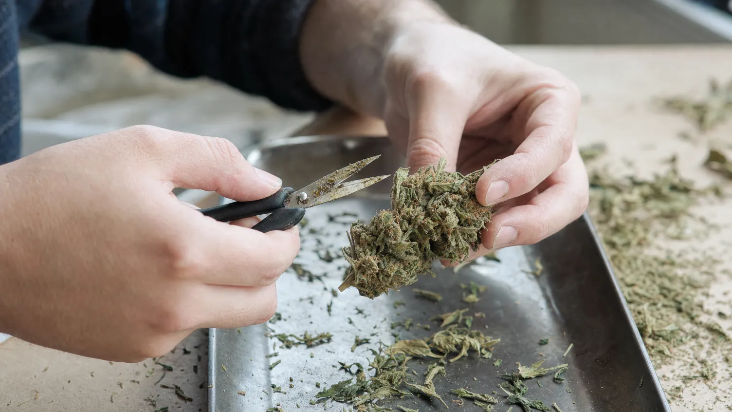 Buds richtig trimmen