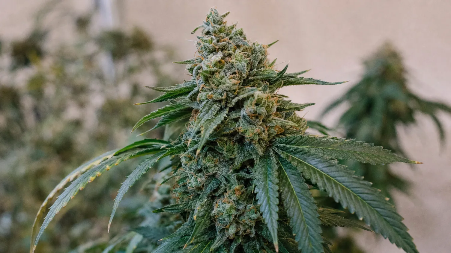 Was sind triploide Cannabissamen?