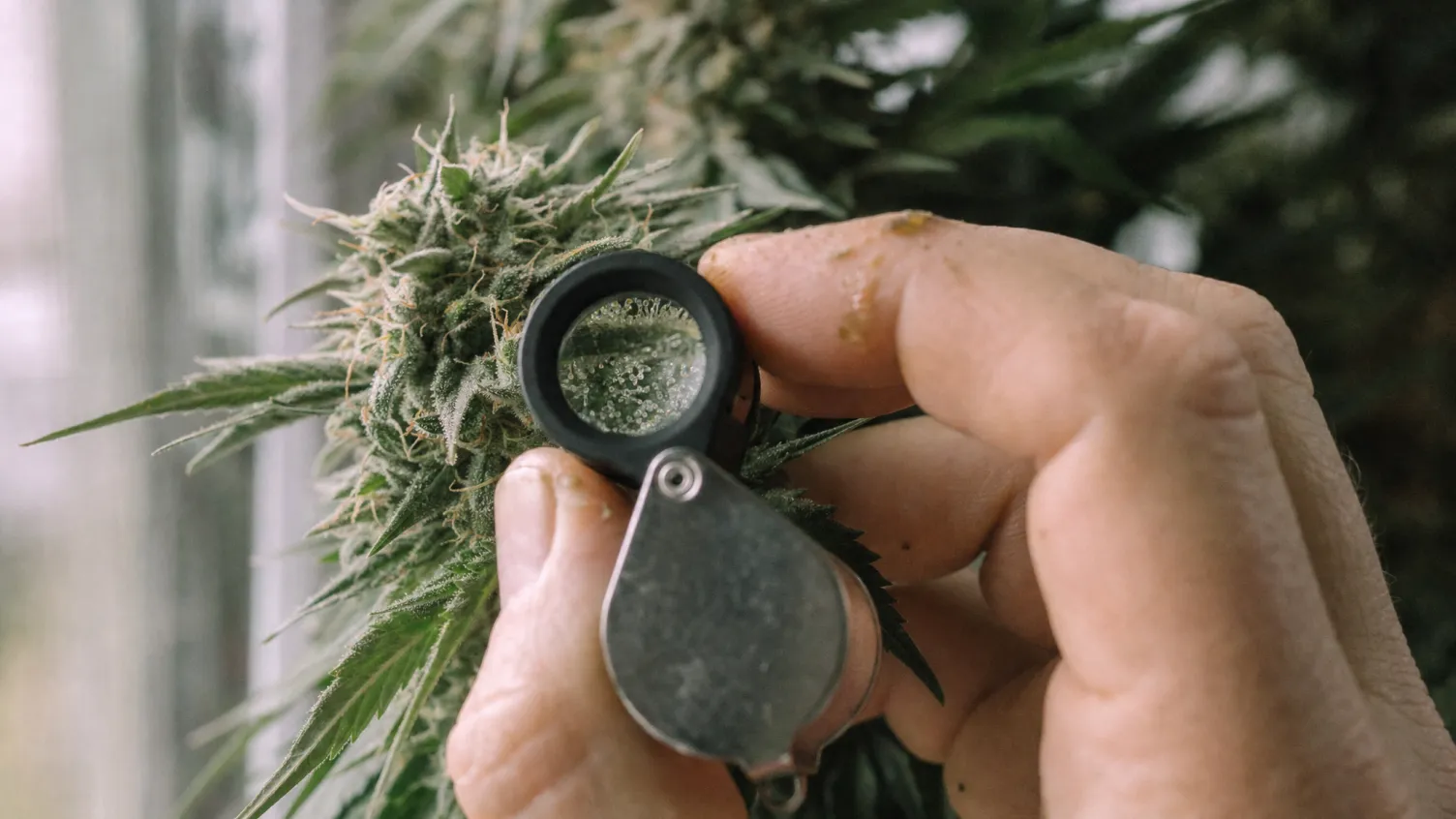 Trichome unter einer Lupe