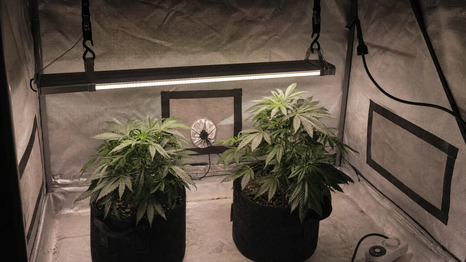 LED-Lampe über gesunden Pflanzen
