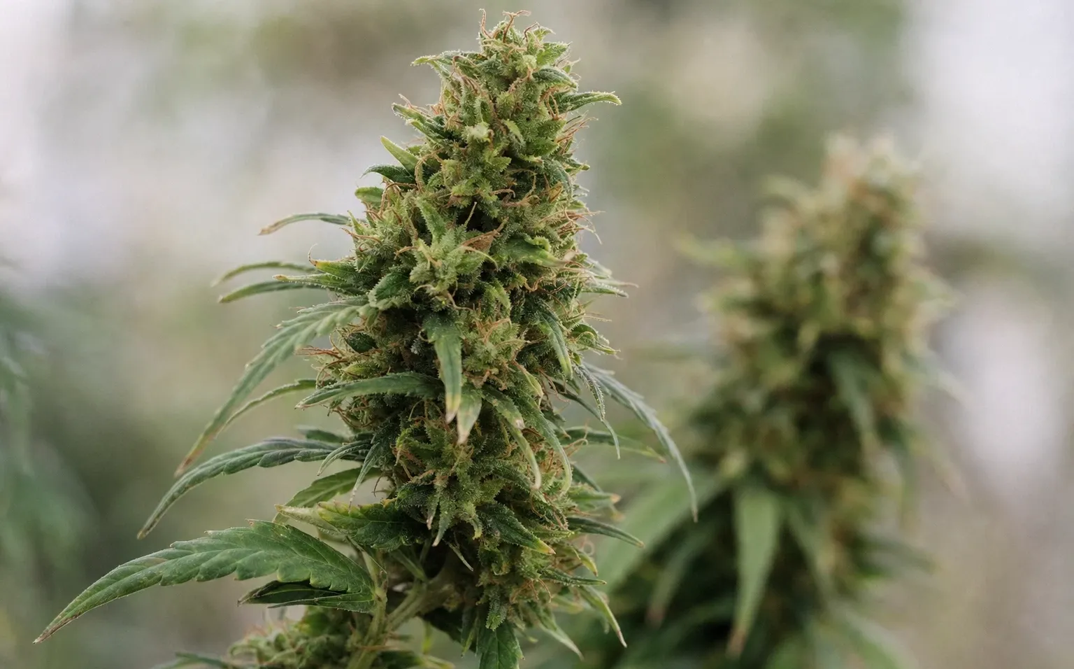 Top 10: Cannabissamen mit dem höchsten CBD-Gehalt