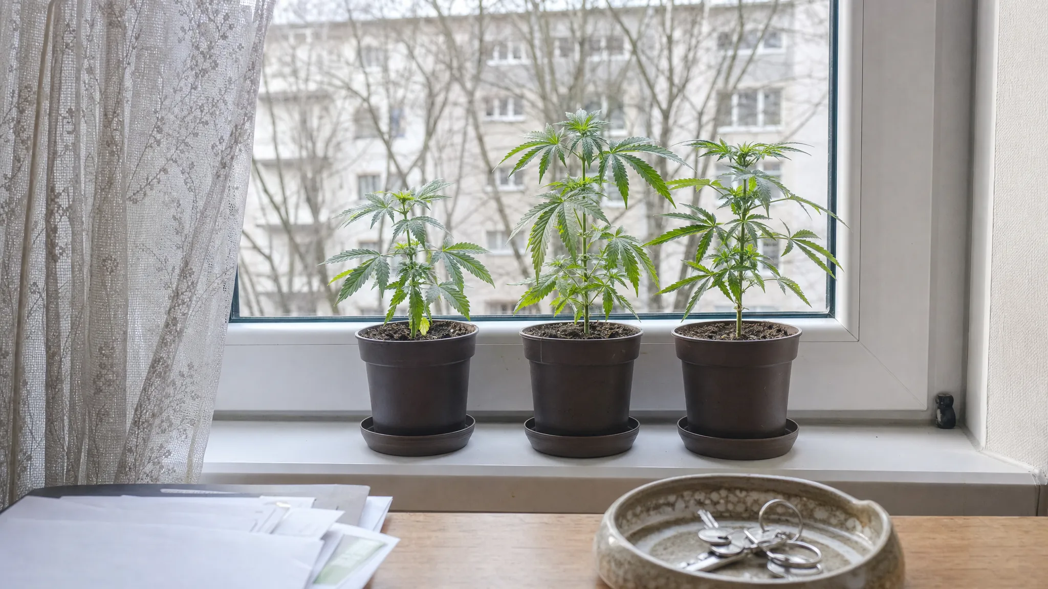 Ratgeber-Bild — Pflanze auf einem Balkon, sachlich fotografiert