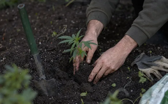 Wann Cannabis outdoor pflanzen? Der richtige Zeitpunkt
