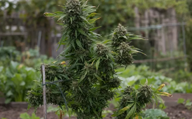 Top 10: Cannabissamen mit dem höchsten Ertrag