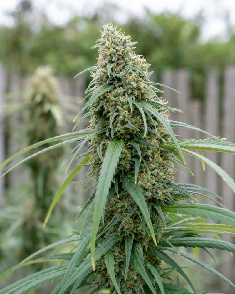 Blue Dream