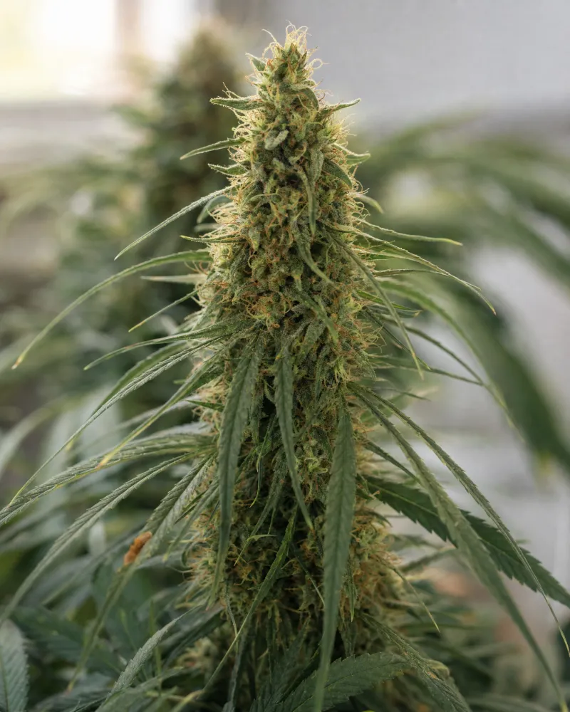 Amnesia Haze