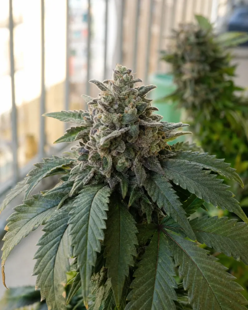 Wedding Cake Autoflower