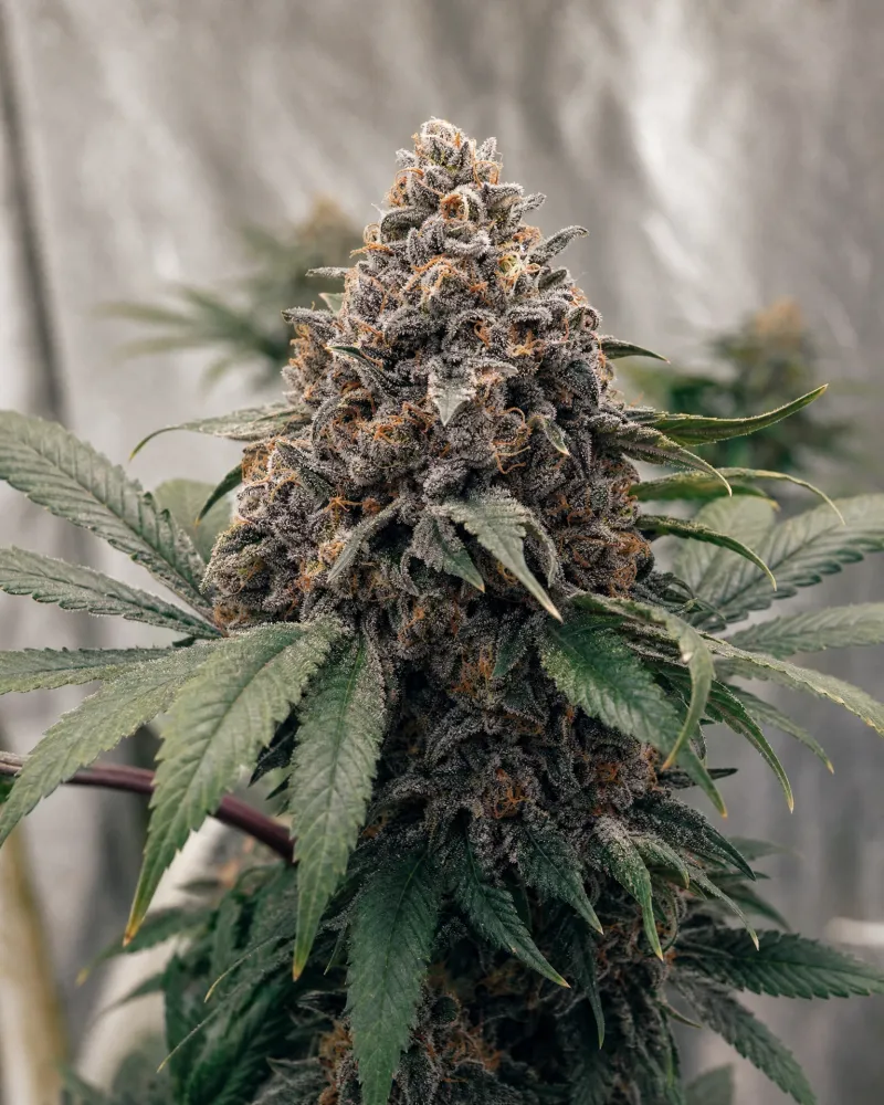 Gelato 33