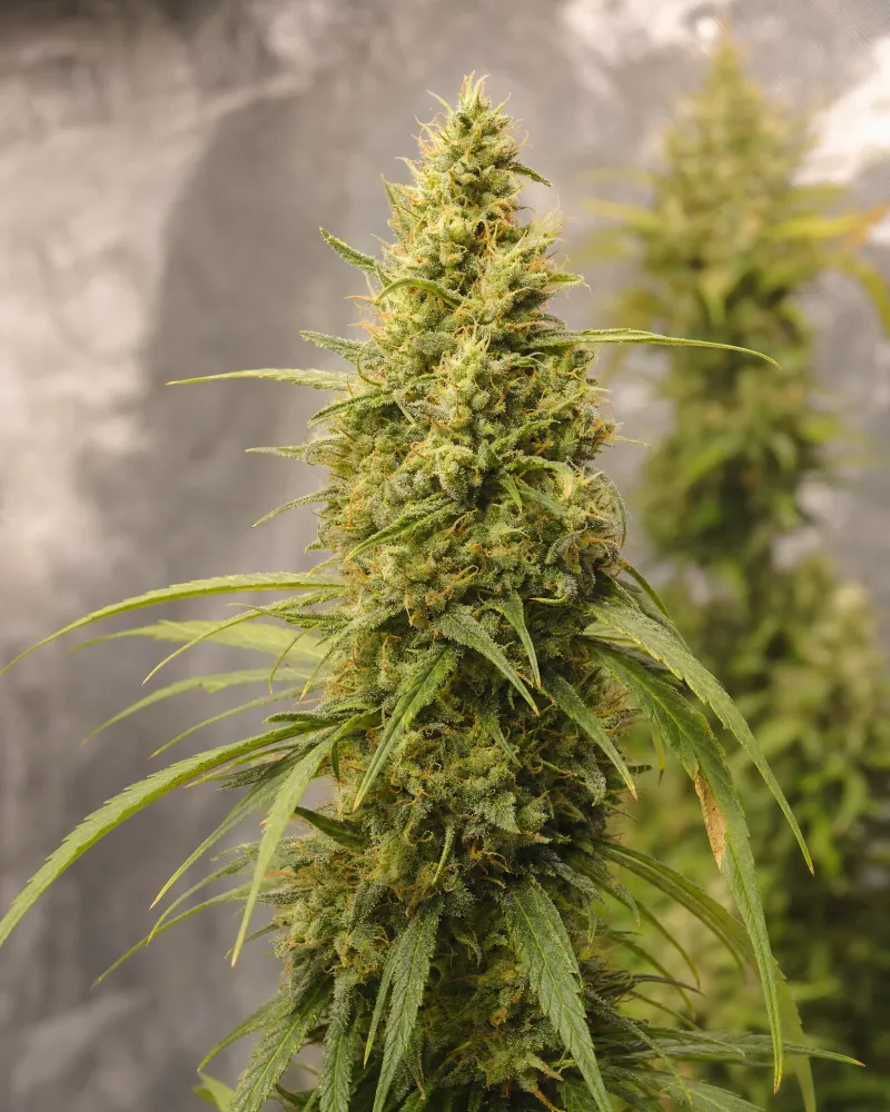 Lemon Haze