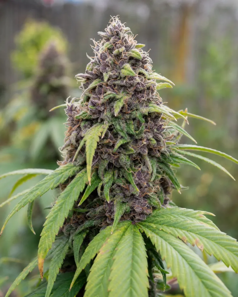 Purple Lemonade