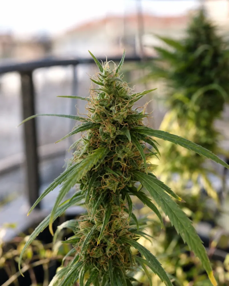 Amnesia Haze Autoflower