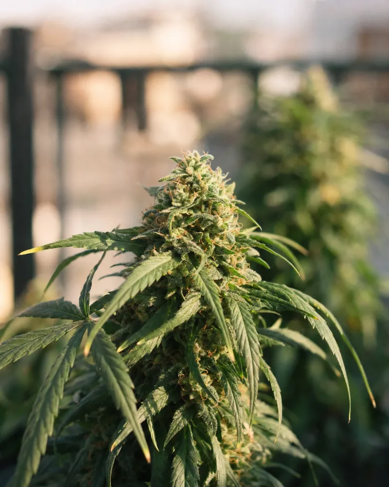 Pineapple Express Autoflower