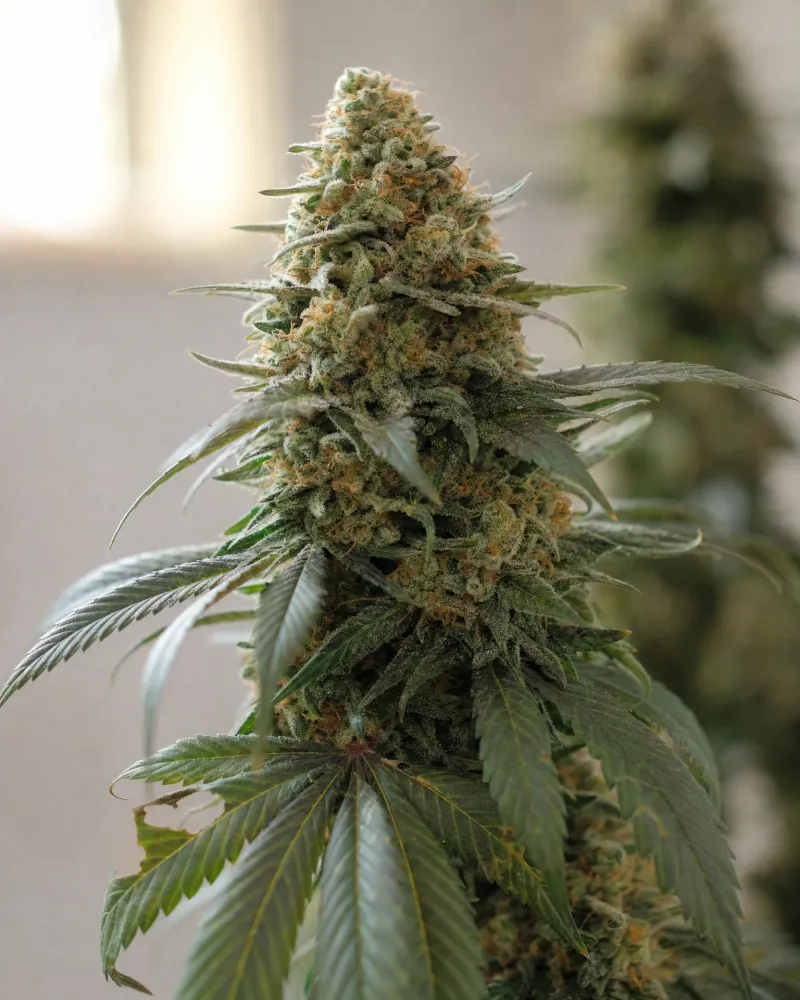 Skunk #1