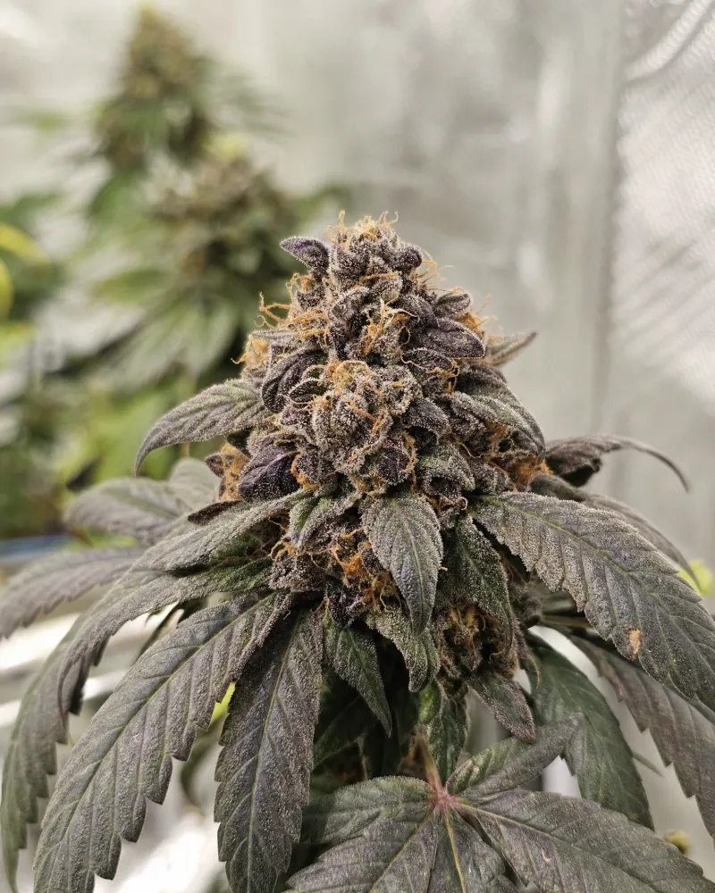 Purple Punch Autoflower