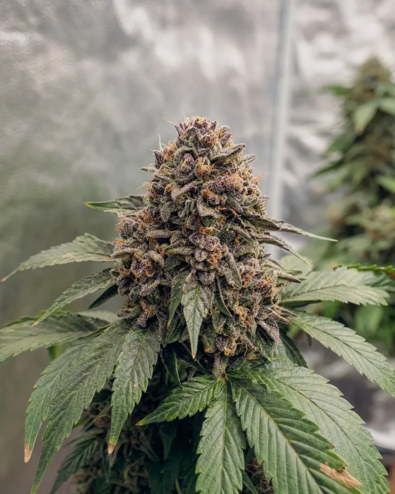 Zkittlez Autoflower