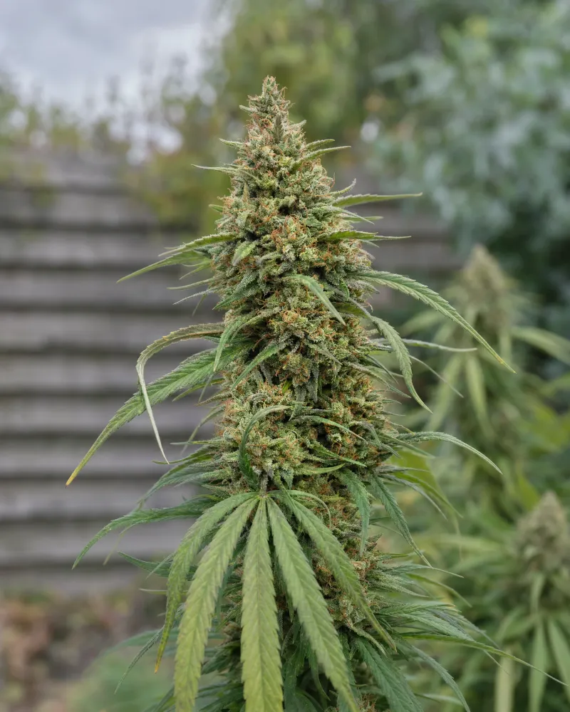 AK-47