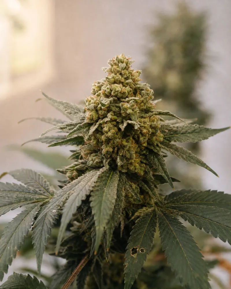 Banana Kush