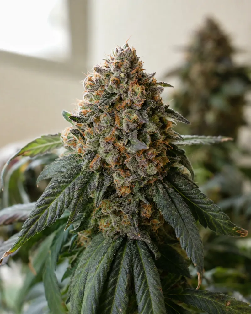 Cherry Pie
