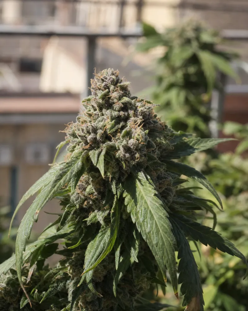Apple Fritter Autoflower